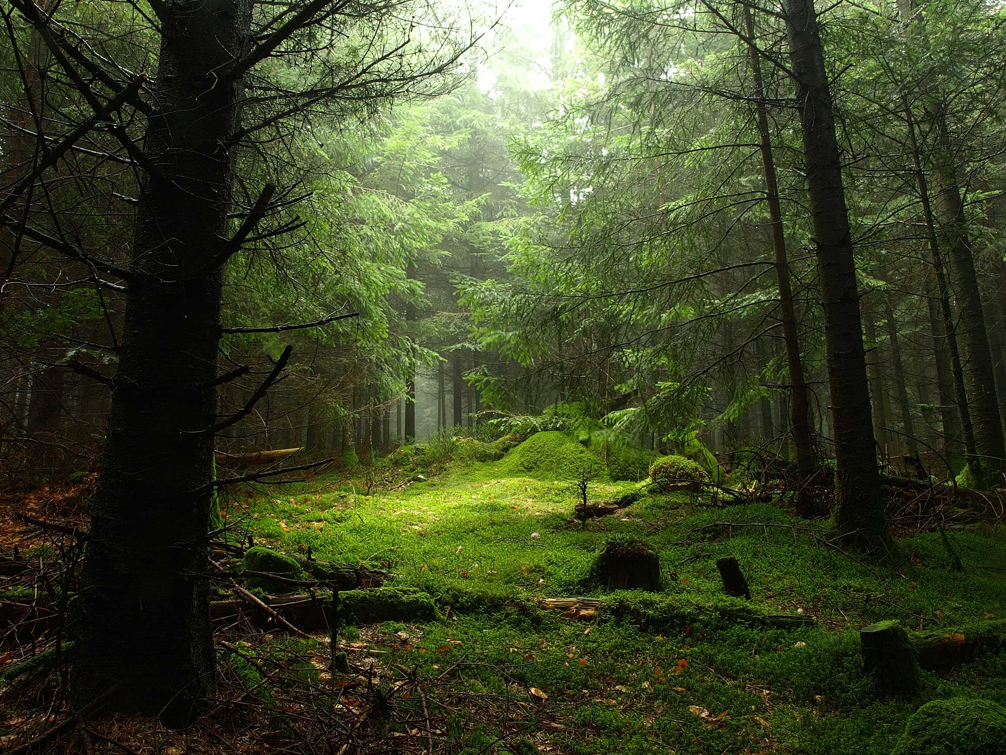 Lummig skog
